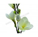Vara de flor magnolia
