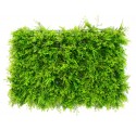 Plancha de pino con hierbas verdes