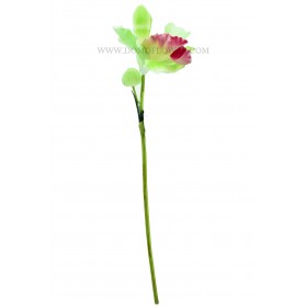 Vara de flor de cattaleya